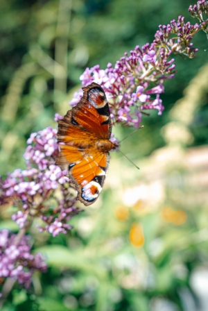Domek letniskowy z ogrodem