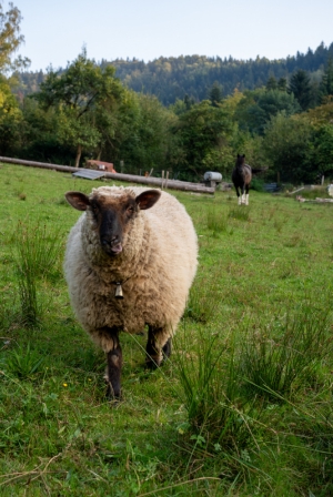 Ogród na wyłączność