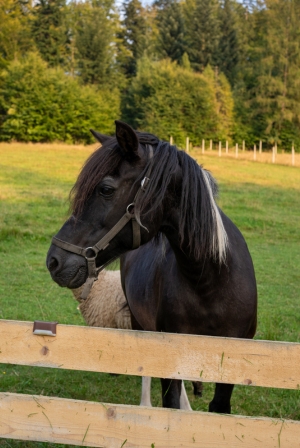 Domek do wynajęcia z dziećmi